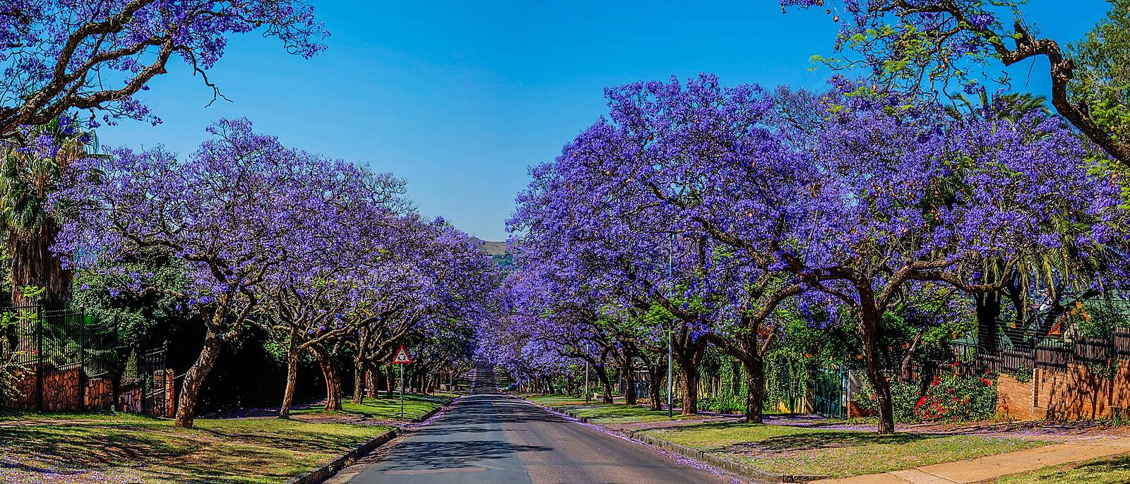 Purple jacaranda trees arching over a quiet street in Pretoria